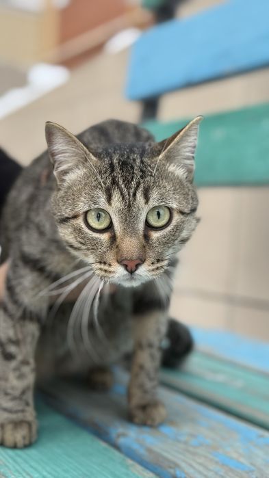 Кот в поисках дома