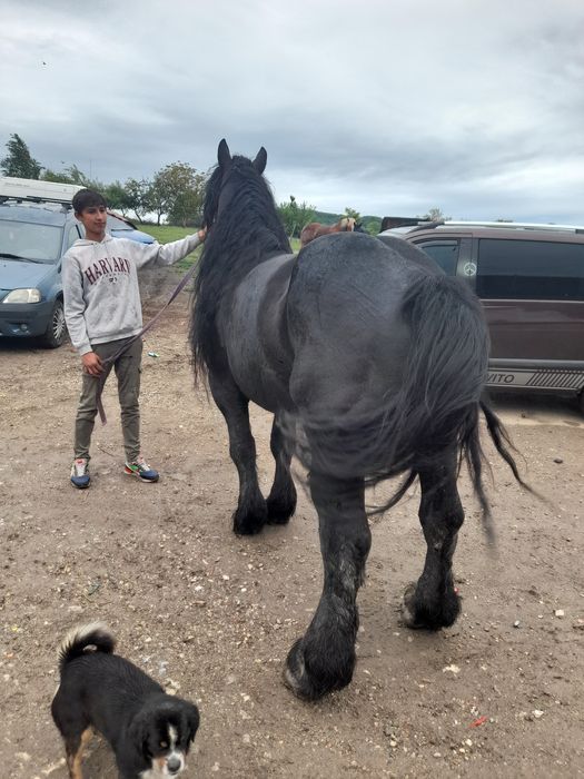 Vând sau schimb  armăsar semi greu  foarte cuminte