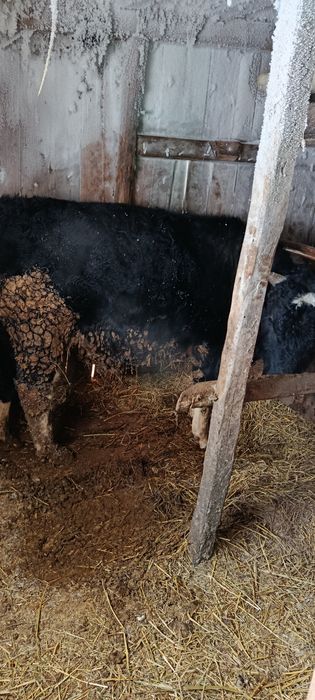 Продам бычка на откорме