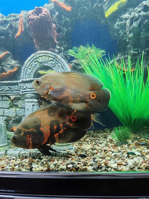 Аквариум балик бир жуфт