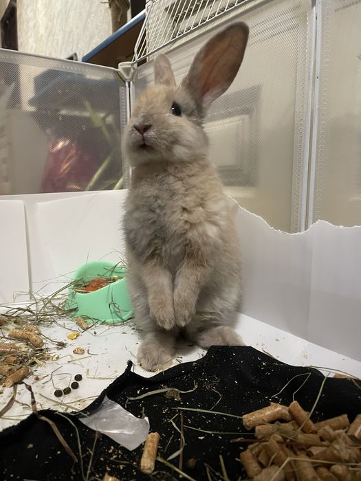 Кролик декаротивный