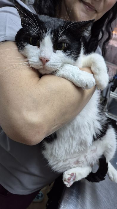 Mica pisica cauta familie