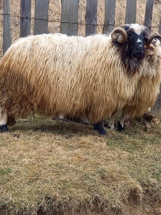 Vand berbec   Oras Petrila sat Jiet