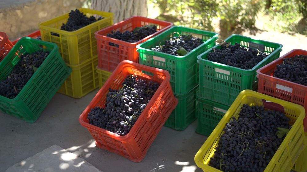 Qora kishmish va gigant uzum ko'chatlari