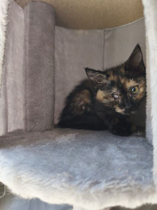 Котенок - девочка,  Милания , 4 месяца