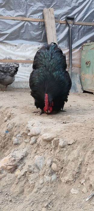 Джерсиски гегант тухум ва жужасига заказ оламиз