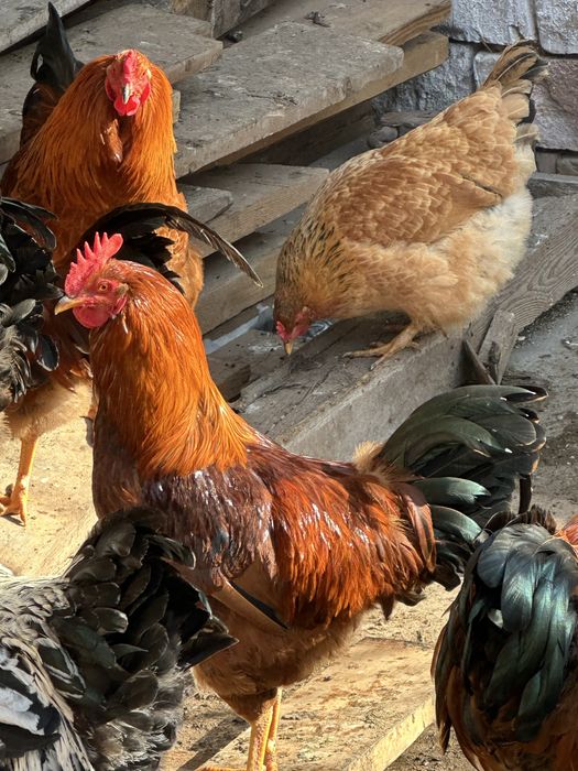 Кучинские  кученские куры и петухи