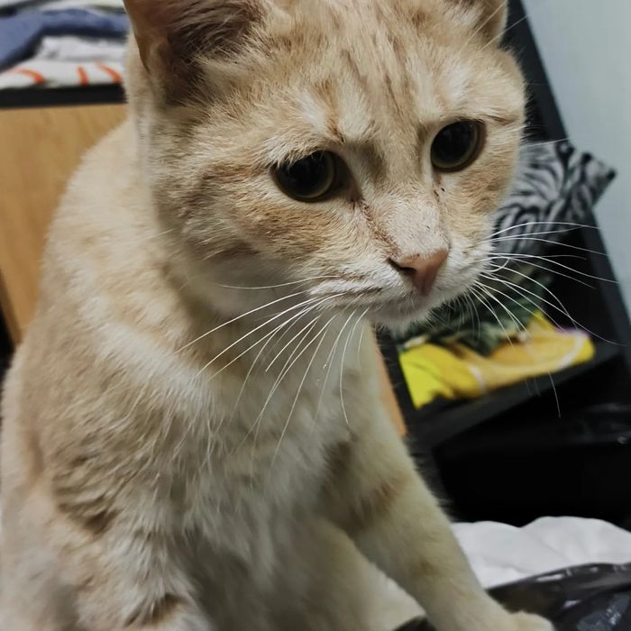 Котик в хорошие руки