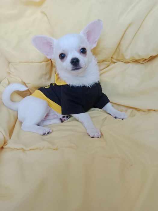 Щенки Чихуахуа 3 месяца.