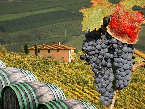 Vând struguri de vin producție 2026