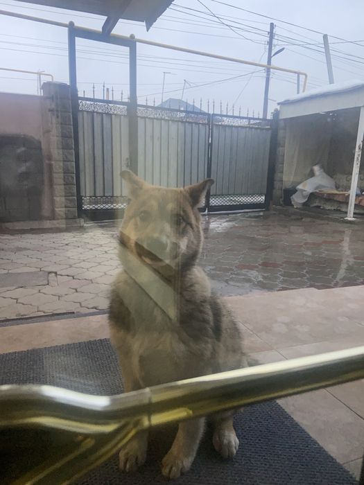 Красивая ласковая собачка