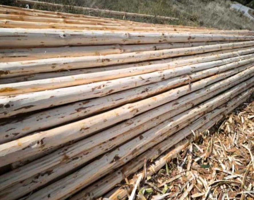 Белени ритловици