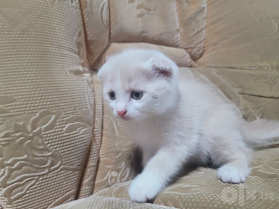 Продам Котёнок кот