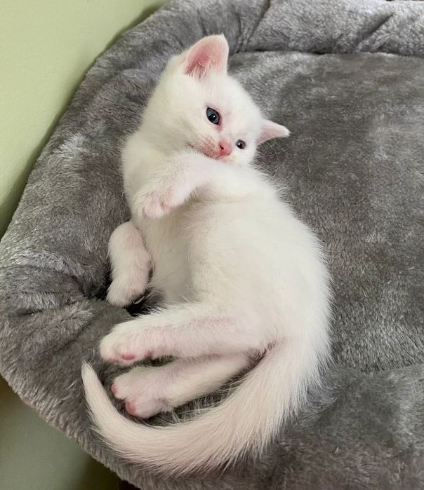 Белые пушистые котята