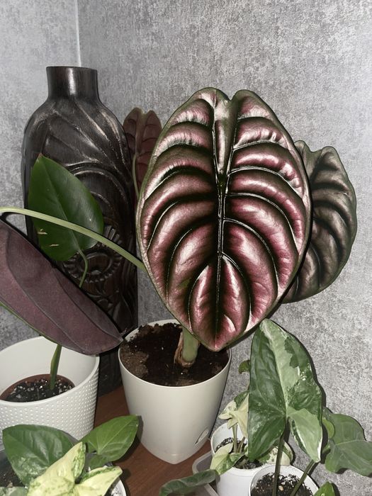 Алоказия ред сикрет