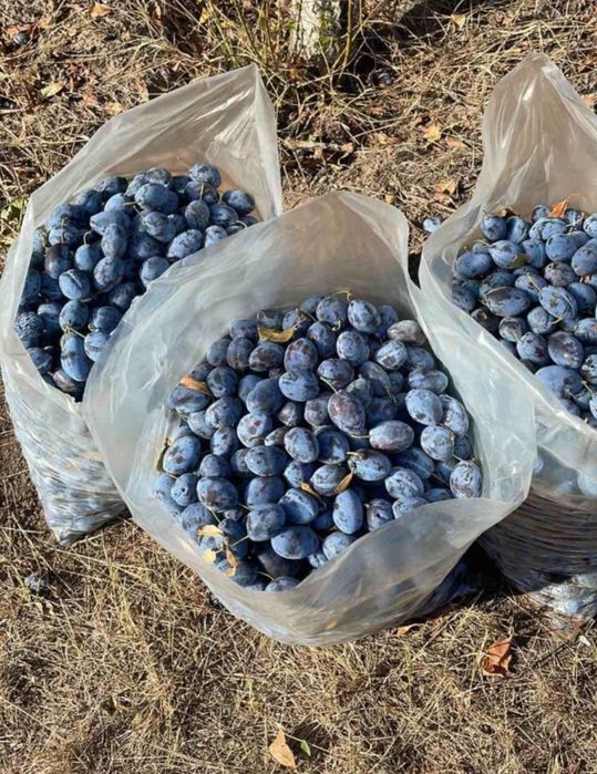Prune pentru țuică