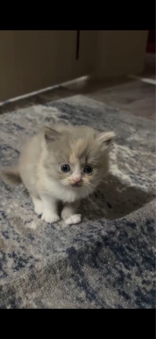 Котята скоттиш страйт девочка