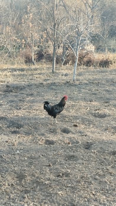 Әтештер сатылады