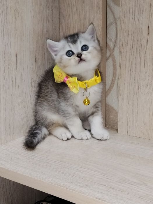 Скоттиш страйт продажа