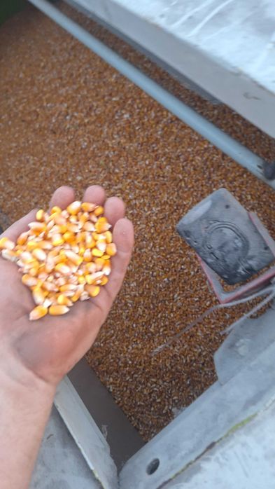 Vand porumb boabe 2026 de la 1000 kg in sus