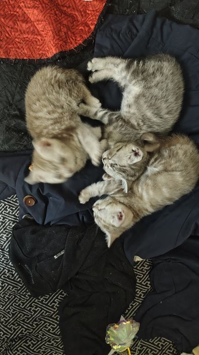 Продаются шотландские котята