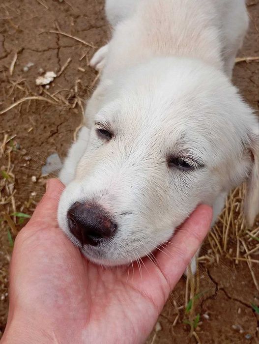 Catelus de 2 luni spre adoptie, Ilfov