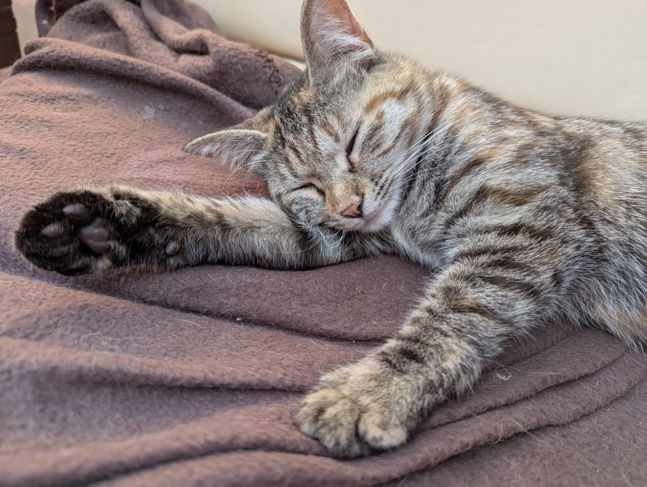 Котятки! В добрые руки