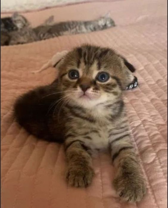 Котята девочки по 20-25 тыс