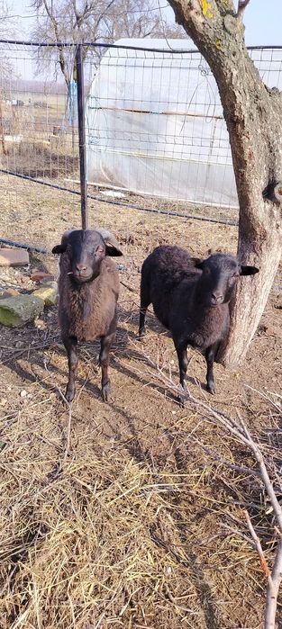 Vind oițe de carne fata și baiat au sase luni