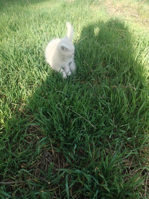 Котята Шиншиллы Серебро