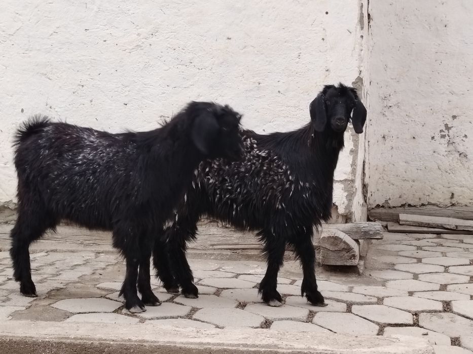 Semiz Sarka va moda qisir uloqlar sotiladi narxi