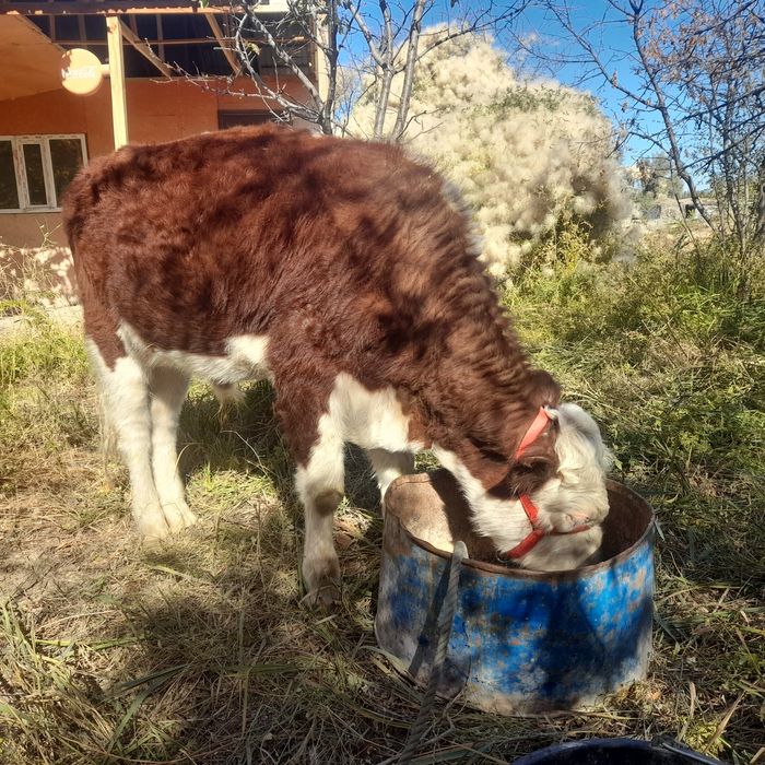 Кашар буаз сатылады