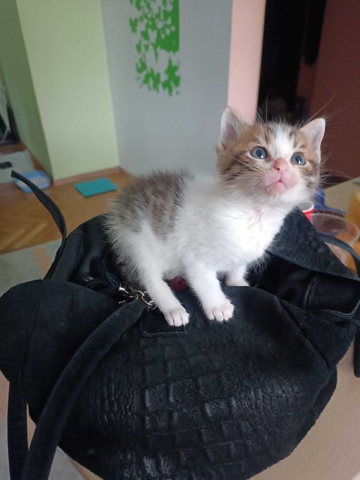 Търся дом за едно прекрасно мъжко котенце