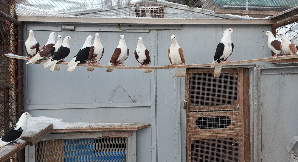 Бакинские голуби