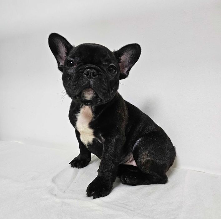 Femela Bulldog Francez