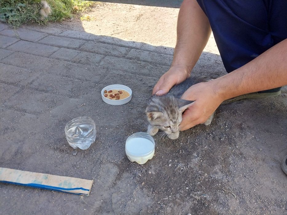 Котёнок в хорошие руки