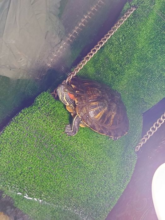 Красноухая черепаха с аквариумом