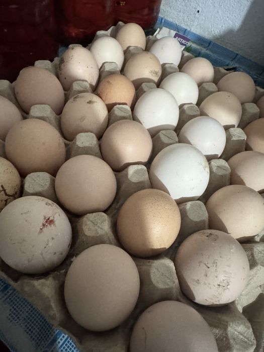 Oua de gaina  proaspete