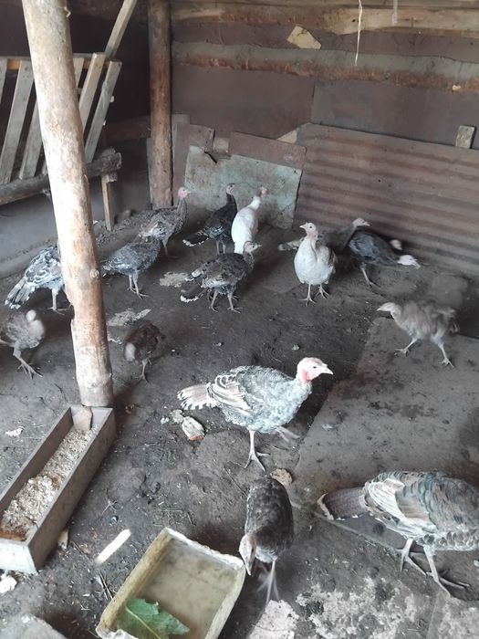 Продаю индюки домашние
