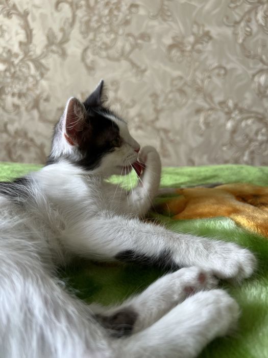 В добрые руки котенок-девочка