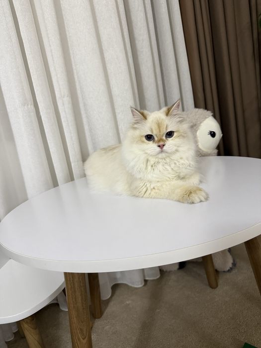 Britanskiy shinshilla Ko’k ko’zli