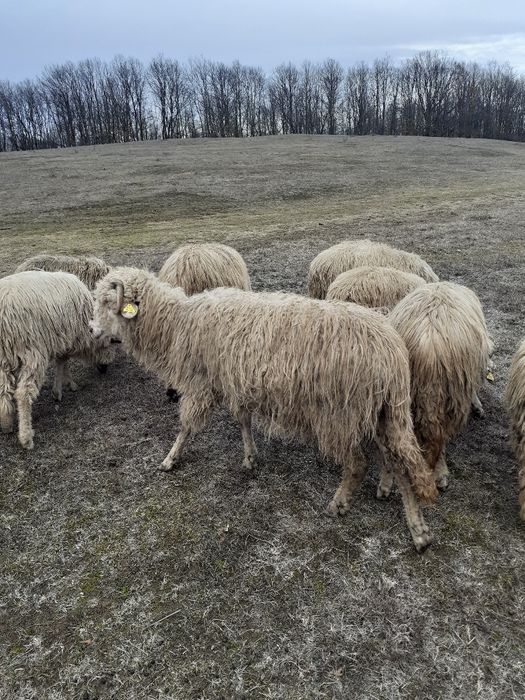 De vânzare 2 oi reforme și un berbec tânăr