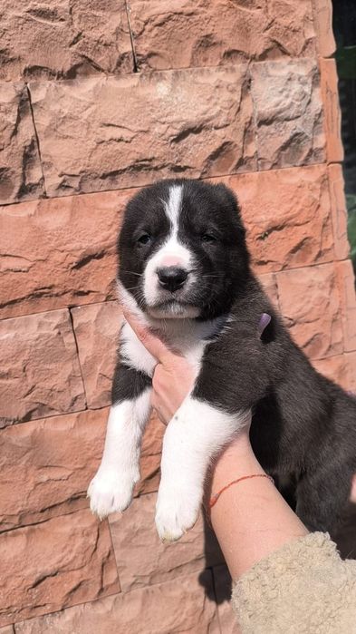 Алабаи щенки мальчики и девочки