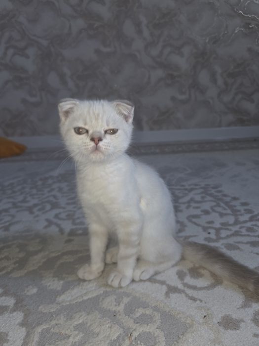 Британская длинношерстная