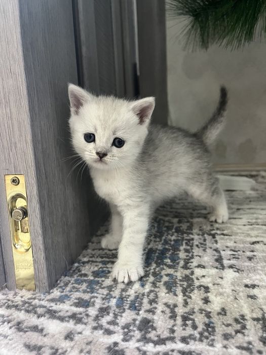 Продаются британские котята 3 мальчика.