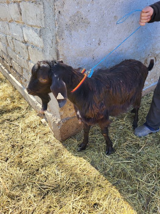 Țapi tapi tapi tapi