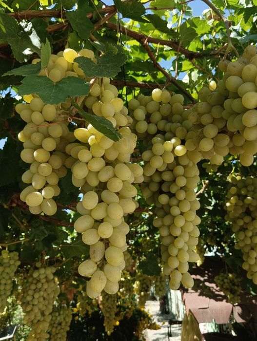 Виноград,продам с куста на выбор