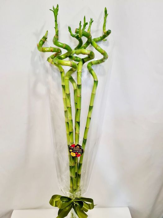 Бамбук. Бамбук в вазу. Бамбук Счастья. Счастливый бамбук