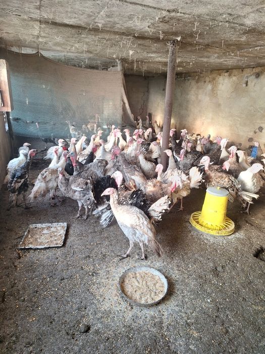 Продавам  домашни пуяци