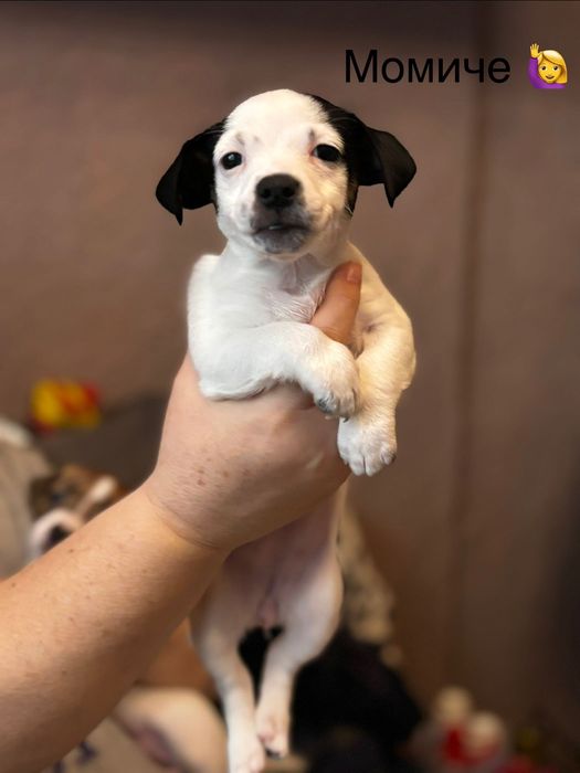 Бебета Джак Ръсел за продажба